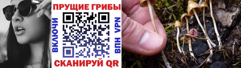 Псилоцибиновые грибы мицелий  Красноармейск 